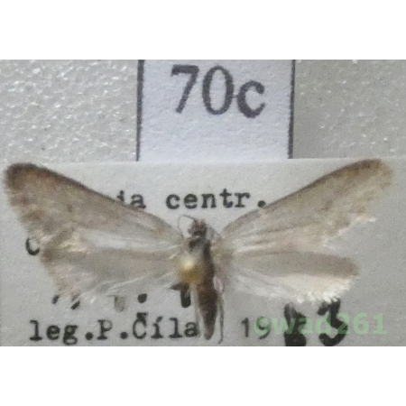 Dahlica nickerlii (Heinemann, 1870) Czech70c